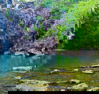 Reef Wildlife  Rainforest - Reef  Beyond Guided Holidays - Tourism Brisbane