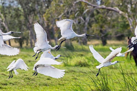 Reef, Wildlife & Rainforest - Reef & Beyond Guided Holidays - Tourism Brisbane 1