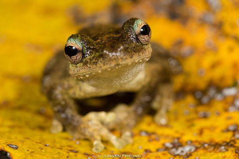 Daintree And Cape Tribulation Full Day Guided Tour - Tourism Brisbane 9