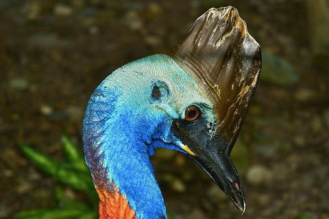 Daintree And Cape Tribulation Full Day Guided Tour - Tourism Brisbane 3