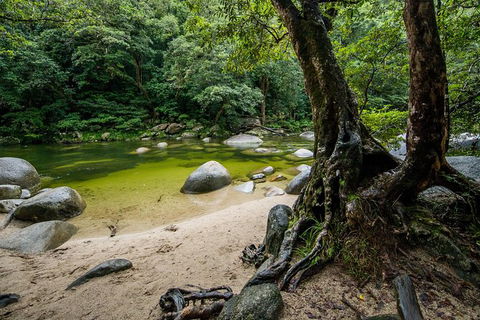 Daintree And Cape Tribulation Full Day Guided Tour - Tourism Brisbane 5