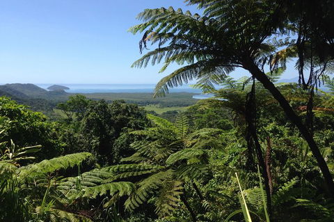 Daintree And Cape Tribulation Full Day Guided Tour - Tourism Brisbane 1