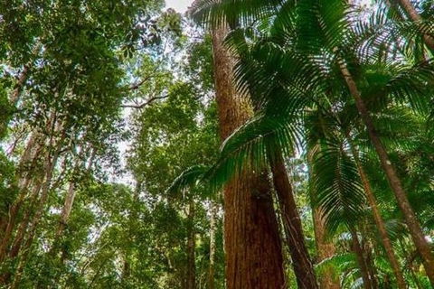 3-Day Fraser Island Hiking And 4WD Adventure From Hervey Bay - Tourism Brisbane 1