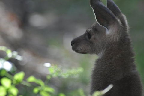 3-Day Family Outback Explorer Tour Of Cunnamulla - Tourism Brisbane 1