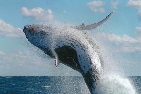 Great Barrier Reef Private Expedition Cruise (min 4 Day Max 8 Guests) - Tourism Brisbane 4