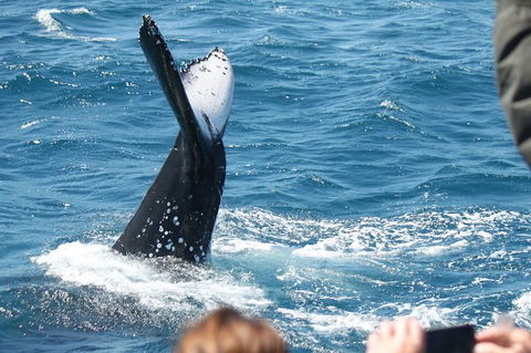 Half-Day Whale Watching In Urangan - Tourism Brisbane 2