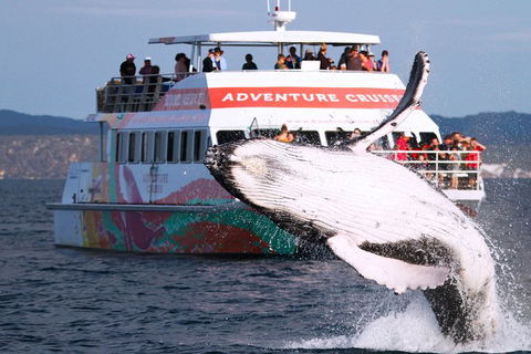 Half-Day Whale Watching In Urangan - Tourism Brisbane 0