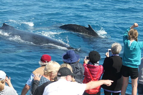 Half-Day Whale Watching In Urangan - Tourism Brisbane 4