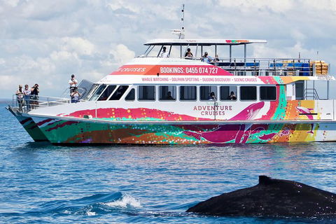 Half-Day Whale Watching In Urangan - Tourism Brisbane 1