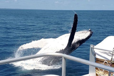 Half-Day Whale Watching In Urangan - Tourism Brisbane 3