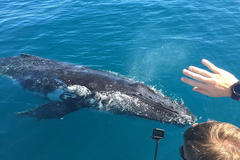 Half-Day Whale Watching In Urangan - Tourism Brisbane 6