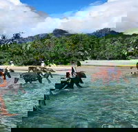 Afternoon Beach Horse Ride in Cape Tribulation - Tourism Brisbane