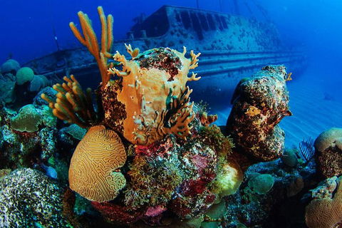 PADI Diving Courses On The Gold Coast - Tourism Brisbane 3