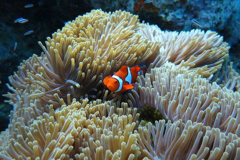 PADI Diving Courses On The Gold Coast - Tourism Brisbane 4