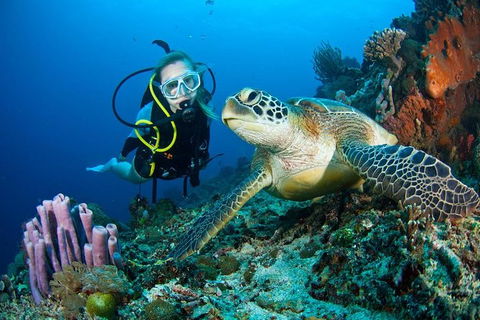 PADI Diving Courses On The Gold Coast - Tourism Brisbane 1