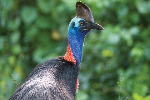 5 Day Australia Retreat: Queensland Daintree - Brisbane Tourism 1