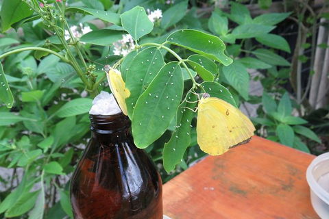 Australian Butterfly Sanctuary- Virtual Interactive Tour With Private Guide - Tourism Brisbane 5