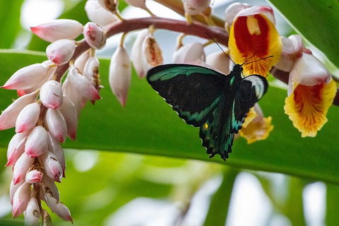 Australian Butterfly Sanctuary- Virtual Interactive Tour With Private Guide - Tourism Brisbane 0