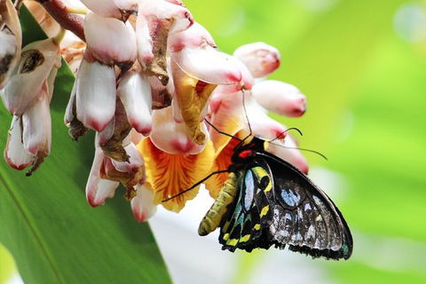 Australian Butterfly Sanctuary- Virtual Interactive Tour With Private Guide - Tourism Brisbane 7