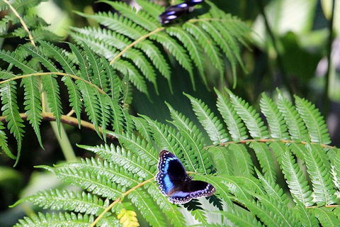 Australian Butterfly Sanctuary- Virtual Interactive Tour With Private Guide - Tourism Brisbane 3
