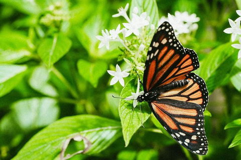 Australian Butterfly Sanctuary- Virtual Interactive Tour With Private Guide - Tourism Brisbane 4