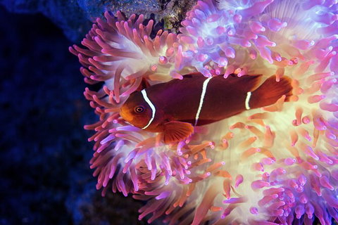 Cairns Aquarium By Twilight With 3 Course Dinner - Brisbane Tourism 6