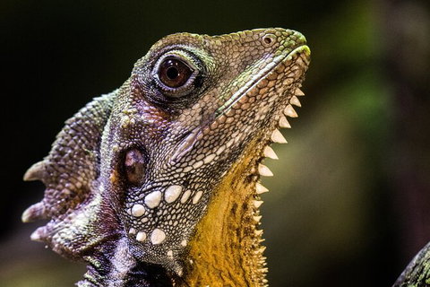 Cairns Aquarium By Twilight With 3 Course Dinner - Brisbane Tourism 5