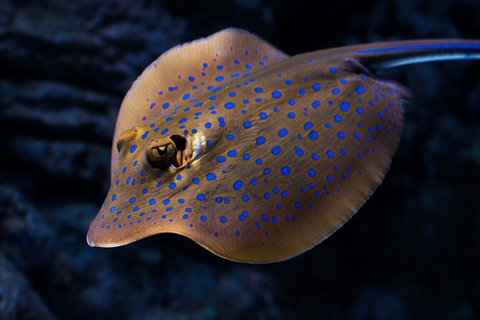 Cairns Aquarium By Twilight With 3 Course Dinner - Brisbane Tourism 2