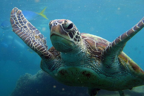 2 Night Whitsunday Islands Cruise On Atlantic Clipper From Airlie Beach - Brisbane Tourism 6