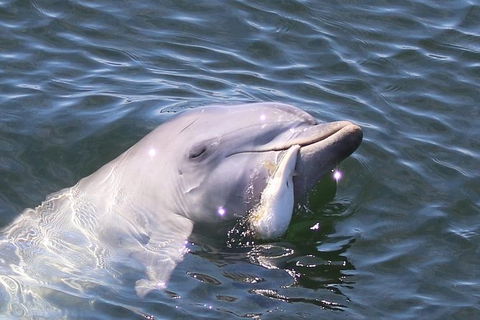 Kayak Tour In Adelaide Dolphin Sanctuary - Tourism Brisbane 6