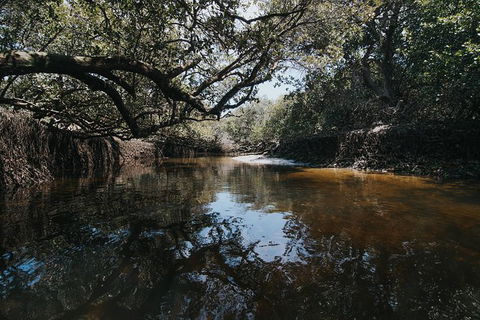 Kayak Tour In Adelaide Dolphin Sanctuary - Tourism Brisbane 1