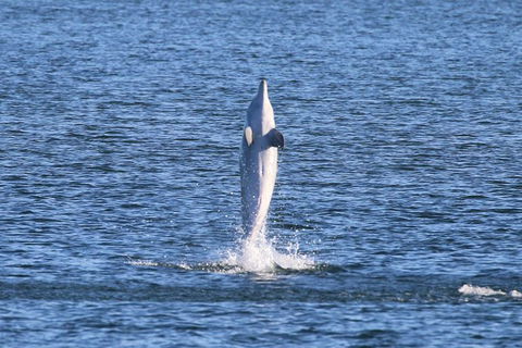 Kayak Tour In Adelaide Dolphin Sanctuary - Tourism Brisbane 3