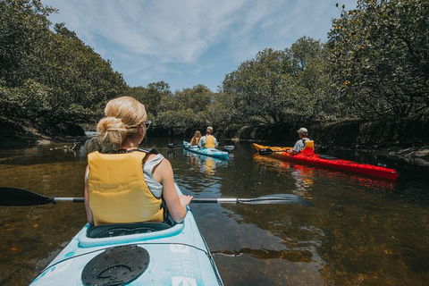 Kayak Tour In Adelaide Dolphin Sanctuary - Tourism Brisbane 5