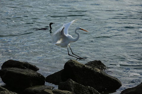 Kayak Tour In Adelaide Dolphin Sanctuary - Tourism Brisbane 8