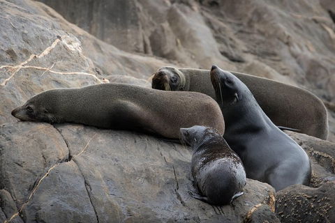 Kangaroo Island Ocean Safari - Snorkeling Safari - Tourism Brisbane 7