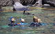 Kangaroo Island Ocean Safari - Snorkeling Safari - thumb 4