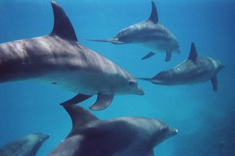 Kangaroo Island Ocean Safari - Snorkeling Safari - Tourism Brisbane 3