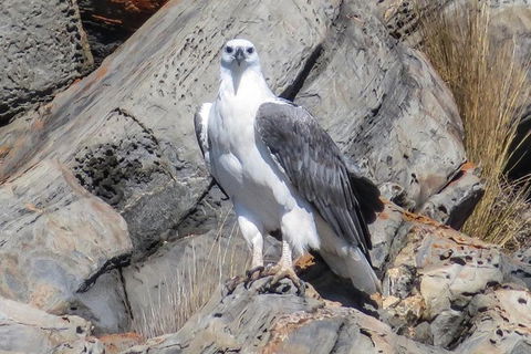 Kangaroo Island Ocean Safari - Snorkeling Safari - Tourism Brisbane 2