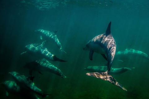 Kangaroo Island Ocean Safari - Snorkeling Safari - Tourism Brisbane 1