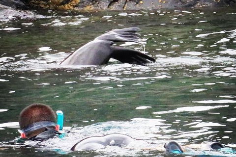 Kangaroo Island Ocean Safari - Snorkeling Safari - Tourism Brisbane 0