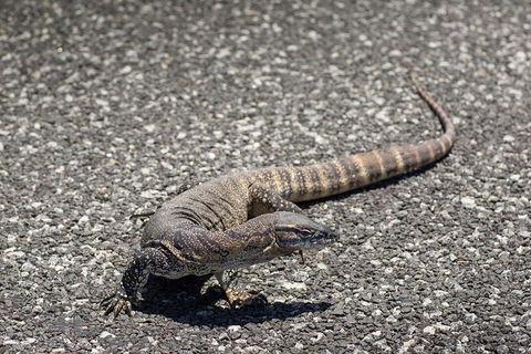 Coffin Bay Oysters, Ocean & Nature Tour - Tourism Brisbane 5