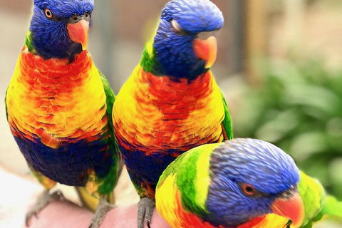 Coffin Bay Oysters, Ocean & Nature Tour - Tourism Brisbane 1