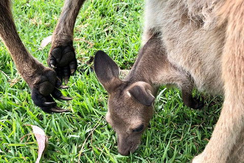 Coffin Bay Oysters, Ocean & Nature Tour - Tourism Brisbane 10