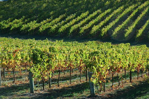 Adelaide Hills Wineries & Hahndorf - Brisbane Tourism 10