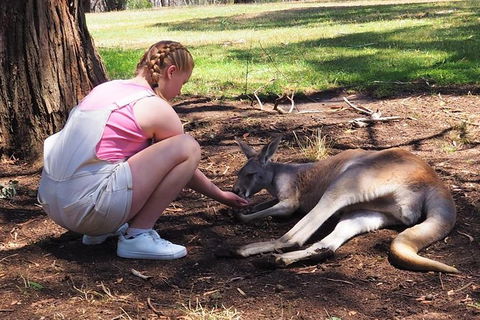 Adelaide Driving Tour - Brisbane Tourism 0