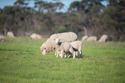 Fine Flavours - Full Day Kangaroo Island Food & Wine Tour - Brisbane Tourism 9