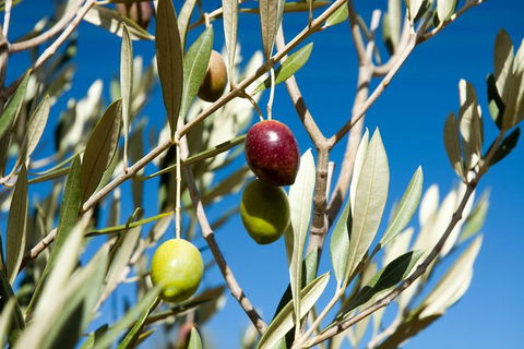 Fine Flavours - Full Day Kangaroo Island Food & Wine Tour - Brisbane Tourism 3