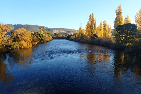 Paddle With The Platypus Twilight Kayak Adventure - Tourism Brisbane 3