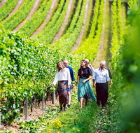 Tasmanian Wine Tour - Brisbane Tourism
