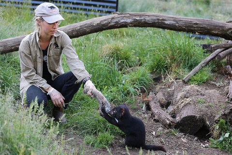 After Dark Tasmanian Devil Feeding Tour At Cradle Mountain - Tourism Brisbane 3